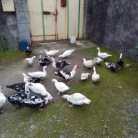 اردک اسرائیلی نر و ماده