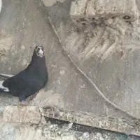 سه تاکبوترگرفتنی نردوری|پرنده|اهواز, بهارستان|دیوار