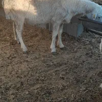 بره|حیوانات مزرعه|مرودشت, ده بید|دیوار