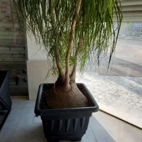 فروش استثنایی چند دست مبلمان اداری نو نصف قیمت|مبلمان اداری|آمل, |دیوار