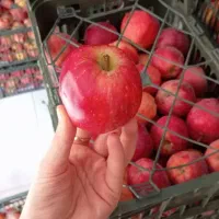 سیب تاره شهرستان ابدار خوش مزه