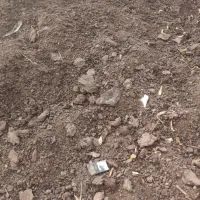 کود حیوانی گوسفندی|خدمات باغبانی و درختکاری|صوفیان, |دیوار