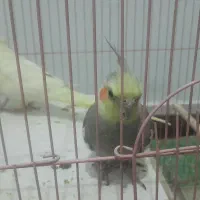 عروس هلندی سخنگو|پرنده|خمینی‌شهر, |دیوار