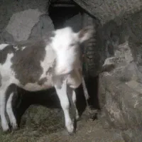 گوساله سیمینتال ماده