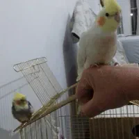 عروس هلندی مولد|پرنده|اقبالیه, |دیوار