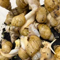 حلزون البینو اچاتینا
