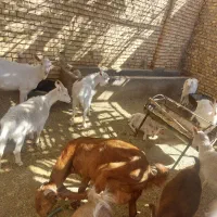 بز ابستن|حیوانات مزرعه|زارچ, |دیوار