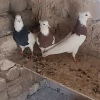 طوقی نر و ماده مهر