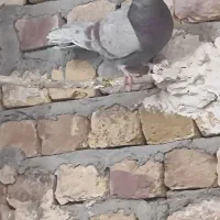 کفتر باخت رفته