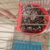 نروماده فنچ لپ سیاه مولد|پرنده|شهرکرد, |دیوار