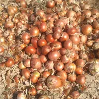 پیاز فلات قالب درشت|خدمات باغبانی و درختکاری|شیروان (خراسان), |دیوار
