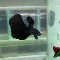 جفت فایتر هالفمون فول بلک وارداتی