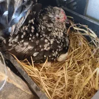 فروش تخم مرغ گلین خالص و فول کیفیت|حیوانات مزرعه|کازرون, |دیوار