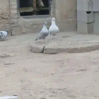 یک جفت موشی نقره زیبا سر سالم