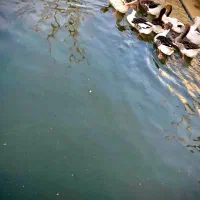 قو غاز وغاز