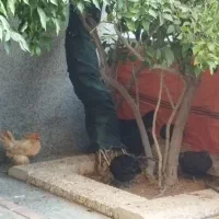 فروش مرغ محلی تخم گذار