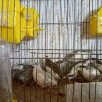 پرنده|پرنده|رشت, علی آباد|دیوار