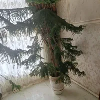 فروش گل|گل و گیاه طبیعی|اهر, |دیوار