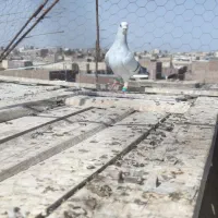 کبوتر سبز روشن