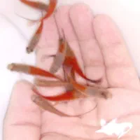 فروش ماهی گیاهخوار