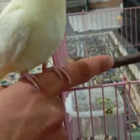 عروس