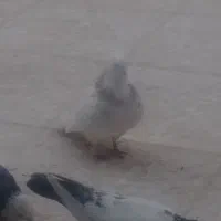 دسه کفتر بهبهونی پلاکی