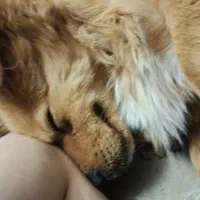 پاکوتاه اشپیتز