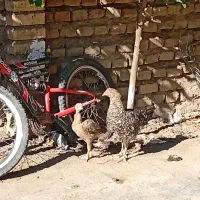 مرغ لاری و دورگ|حیوانات مزرعه|رامیان, |دیوار