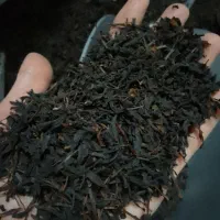 چای قلم به شرط دم