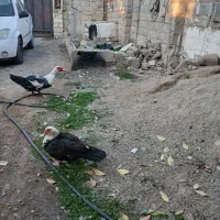 اوردک خارجی یک جفت بالغ و سرحال|حیوانات مزرعه|گنبد کاووس, |دیوار