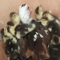 8جوجه اردک اسرائیلی با مادر