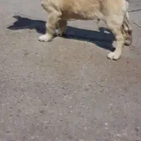 سگ با تربیت شده سالم فانتزی و خانگی