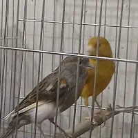 قناری|پرنده|تهران, اسفندیاری|دیوار