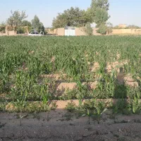 فروش-زمین-کشاورزی-2000-متر