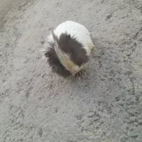 حیوان خانگی