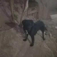 توله ،سگ گله1