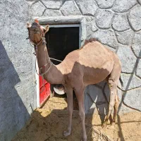 بلبون نر