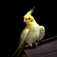 دو جفت عروس هلندی.  کار داده
