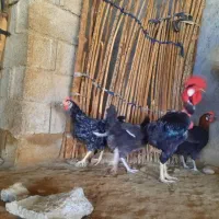 مرغ و خروس محلی در بخش شبانکاره|حیوانات مزرعه|شبانکاره, |دیوار