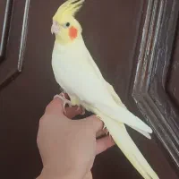 عروس هلندی نرآماده