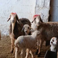 میش بره دار|حیوانات مزرعه|مرودشت, مختارآباد|دیوار