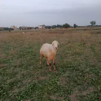 قوچ گوسفند نر سفید|حیوانات مزرعه|فرح آباد, |دیوار