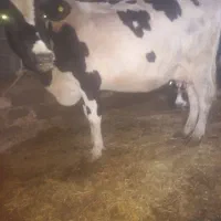 گاو پر شیر باگوساله سیمینتال نر بزرگ|حیوانات مزرعه|ماهنشان, |دیوار