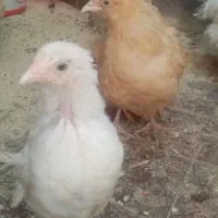 جوجه /مرغ زینتی /مرغ و خروس|پرنده|باغ بهادران, |دیوار