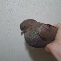 تعدادی کبوتر|پرنده|فولادشهر, مسکن مهر فولادشهر|دیوار