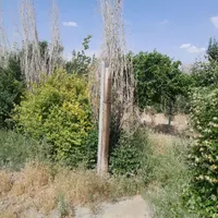باغچه آماده درختان میوه ۷ ساله منطقه ۱۸ تهران|فروش زمین و ملک کلنگی|تهران, شهرک دریا|دیوار