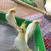 جوجه ۴۵روزه طوطی عروس