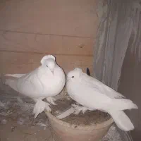 کبوتر.کبوتر تزعینی