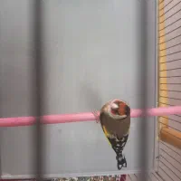 سهره نر جوجه قفس مست مست