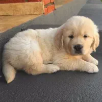 توله سگ گلدن رتریور اصیل و باهوش ـ آماده تحویل|سگ|تهران, قیطریه|دیوار